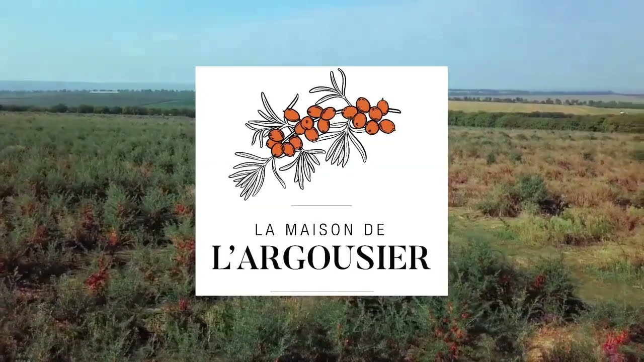 La r&eacute;colte de la Maison de l'Argousier