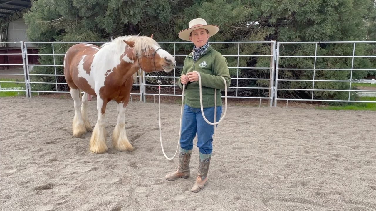 How to deal with a nippy/biting horse, with Kim Ewalt
