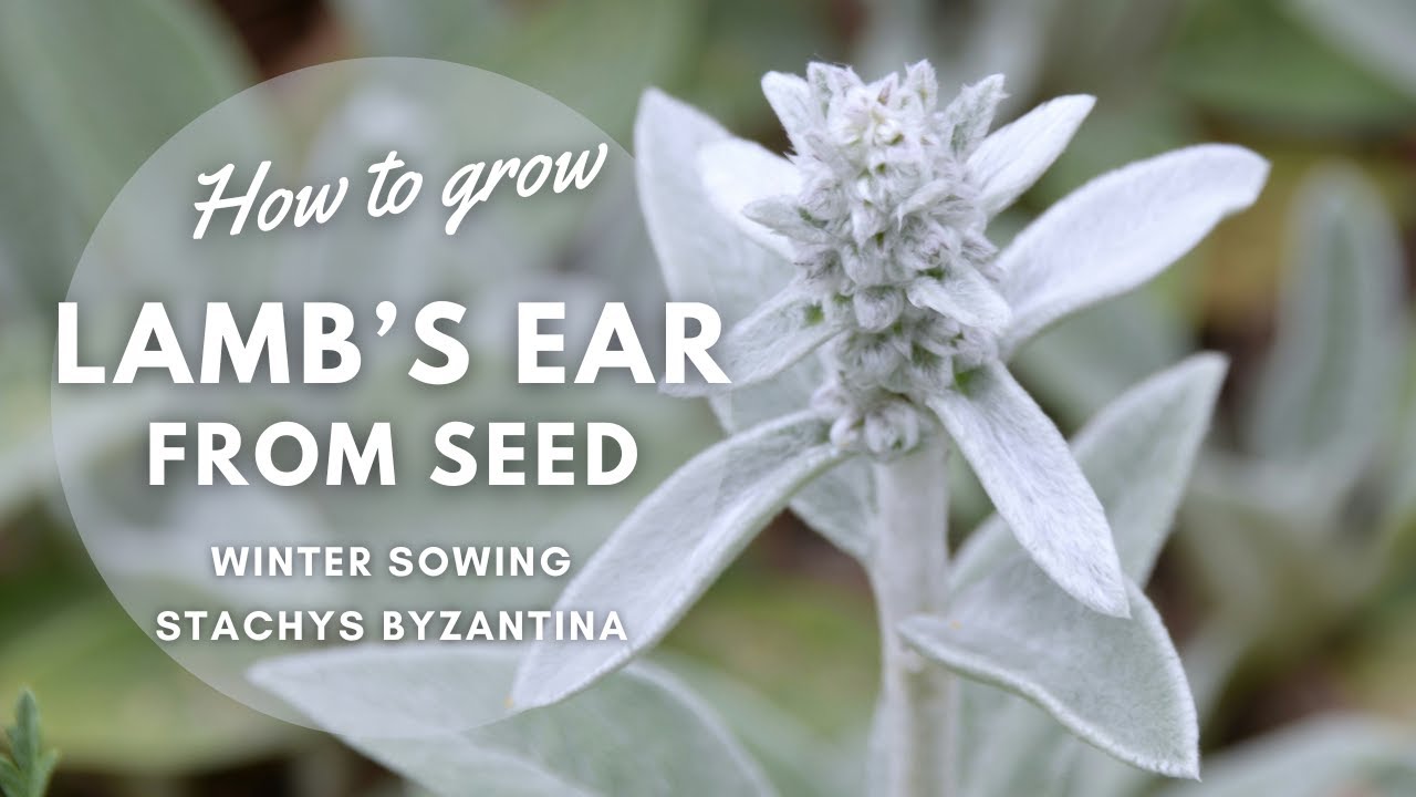 How to Grow Lamb's Ear (Stachys byzantina) from Seed | Winter Sowing | Perennial Garden