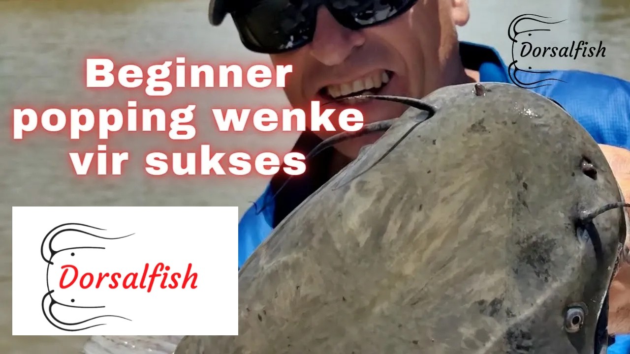 Beginner popping wenke vir sukses (How to do popping/prop vir baber / catfish / barbel/ Maximus)