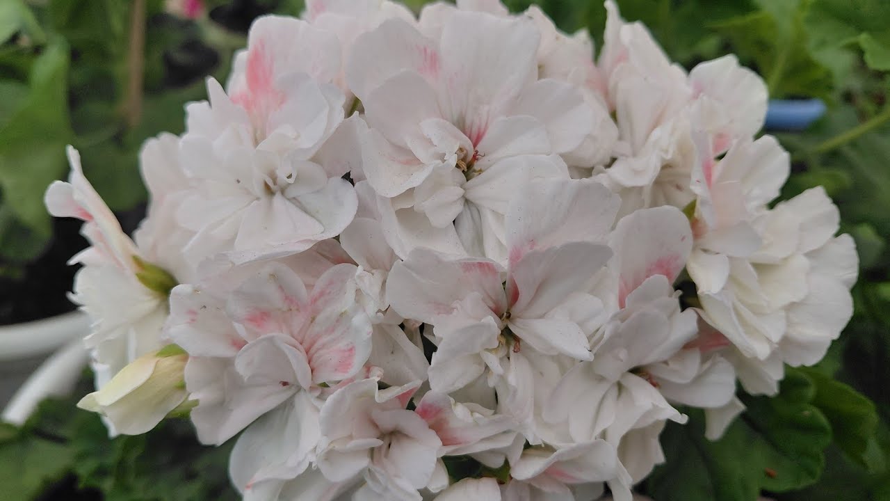 Rooted geranium saplings are ready to sale.... my mother plant collection 
