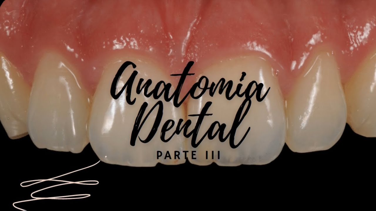 Anatomia Dental (PARTE 3): Características Gerais dos Dentes