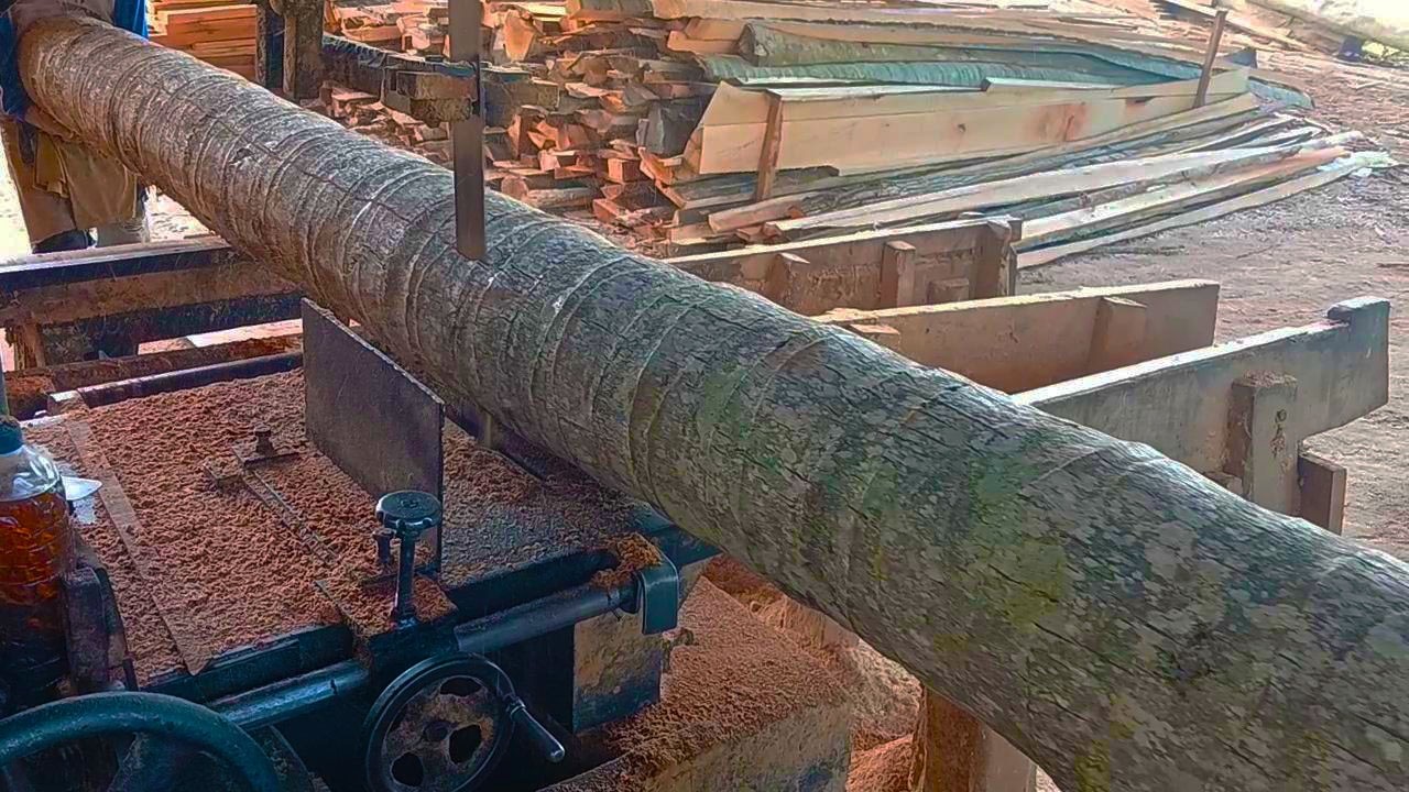 This Insane Cut Shows Why Coconut Tree Sawing Is Trending on YouTube