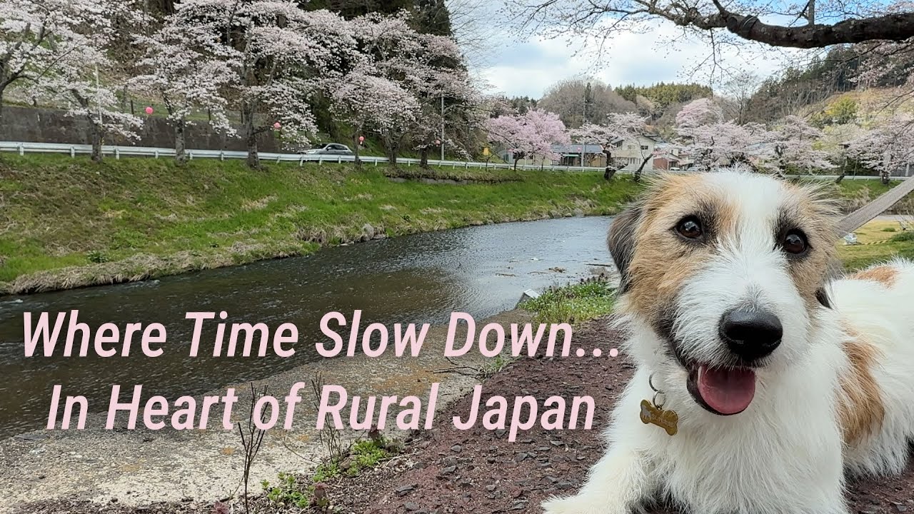 A Peaceful Walk through Cherry Blossoms and Rural Japan