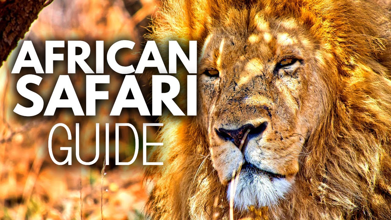 African Safari Guide: Everything you need to know 🦁🦍🐘✈️
