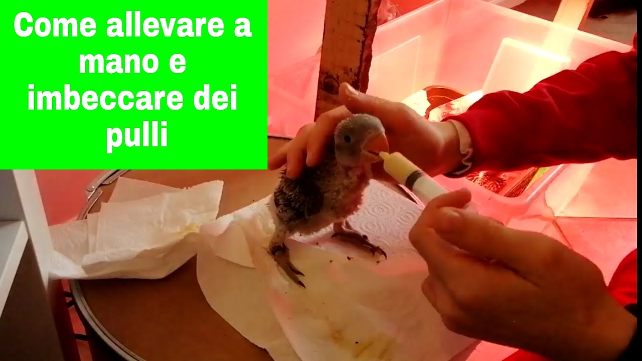 come allevare a mano e imbeccare dei pulli di grande alessandrino e calopsite ep.1