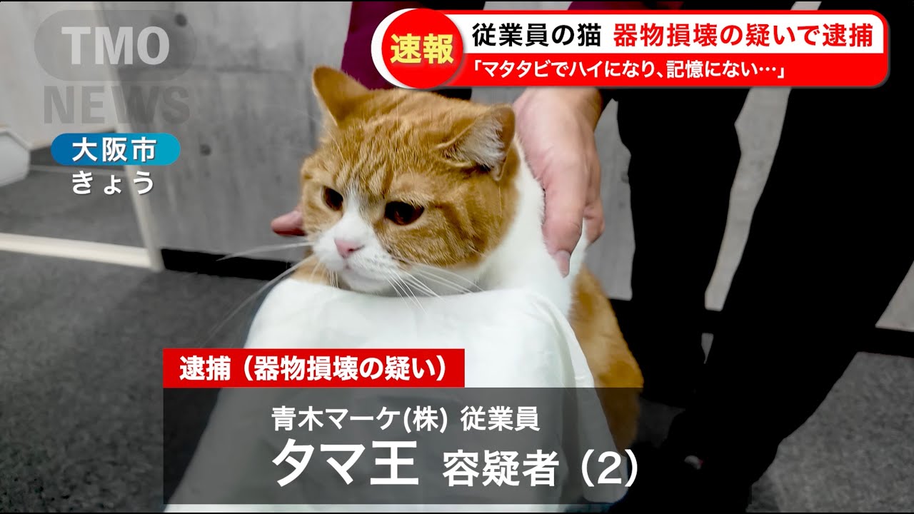 【🚨速報】会社猫タマ王(２)器物損壊の疑いで逮捕