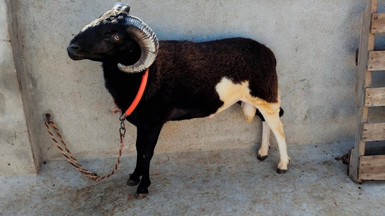 Telangana baby sheep | rampuri baby sheep in Hyderabad Banjara hills