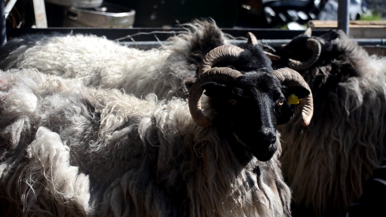 Shearing mountain sheep by hand on Achill Island, Wild Atlantic Way