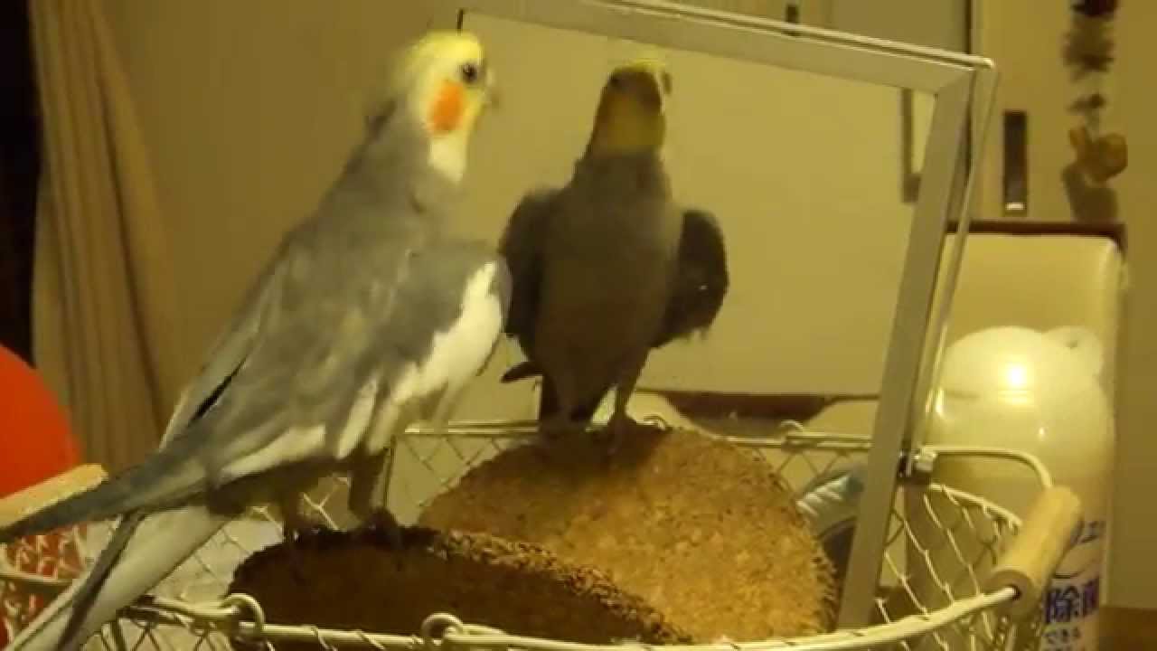 歌が止まらない～！　オカメインコのセサミ