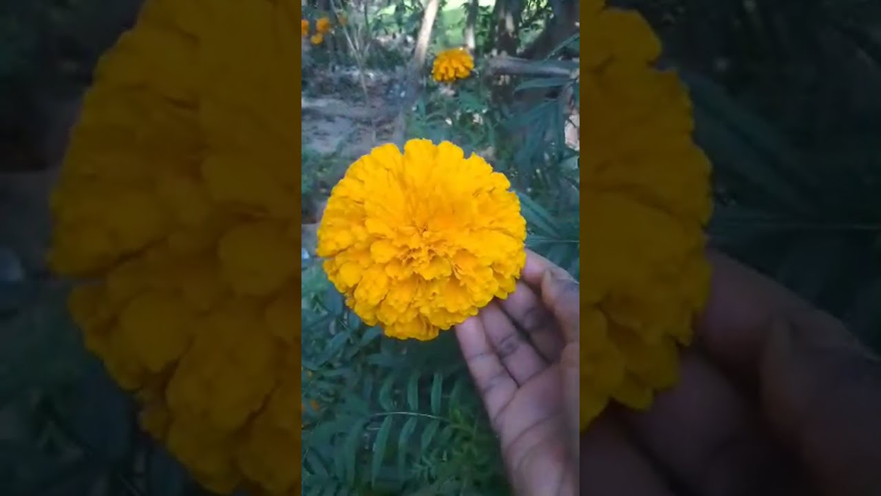 kalyani's village nature (art) is live!nature marigold flower and tosu misti dak