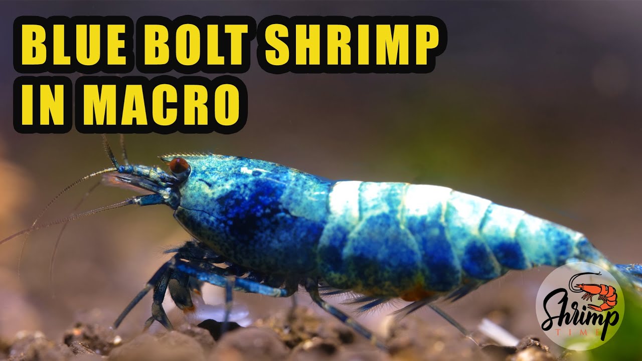 Самая красивая голубая аквариумная креветка — Cinematic 4K #macro #aquarium