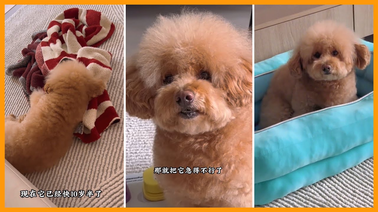 小狗子開始變老了！10歲的老BABY～