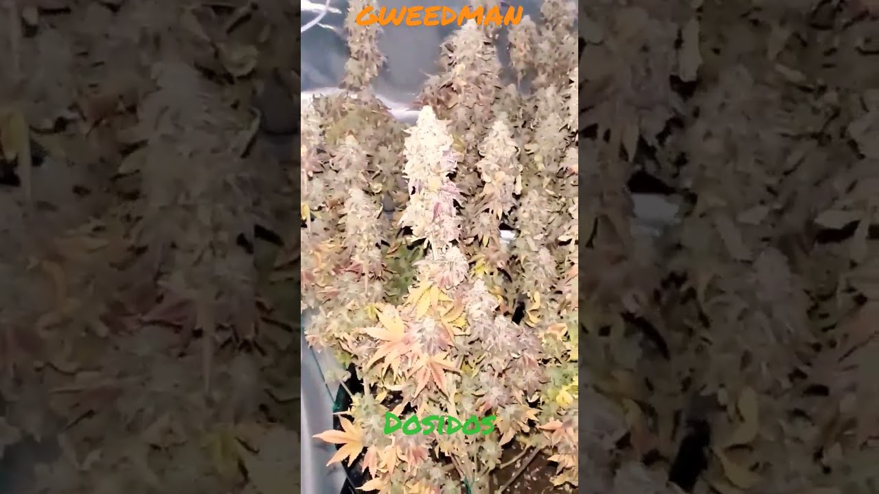 GweedMan. HomeGrown Smoke! Dosidos - Day 75 of flower!