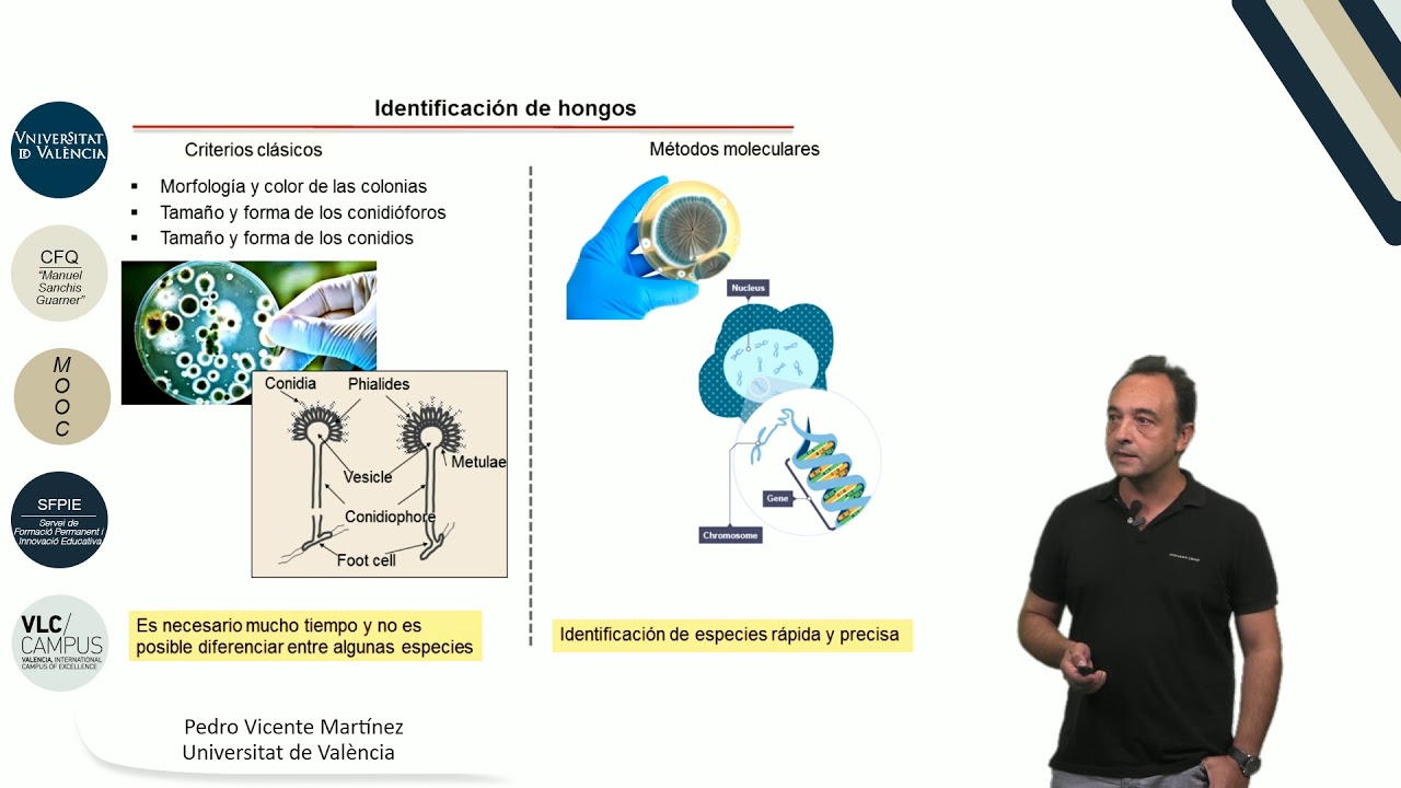 6.3. Micotoxinas en alimentos