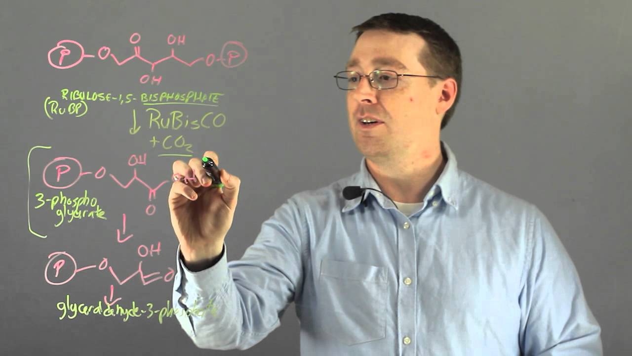 What Is the Most Abundant Enzyme in the Biosphere? : Photosynthesis & Other Reactions