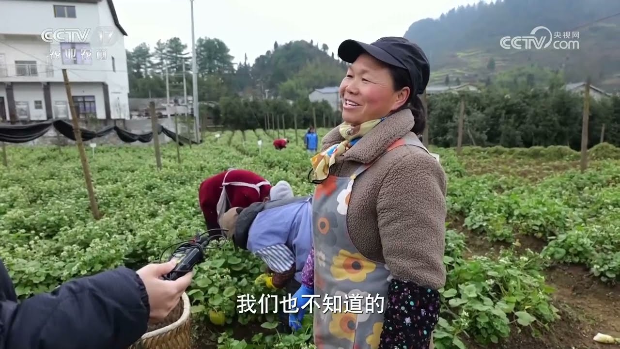《共富经》 20240428 好日子节节高 山旮旯变成&ldquo;金窝窝&rdquo;|农业致富经 Agriculture And Farming