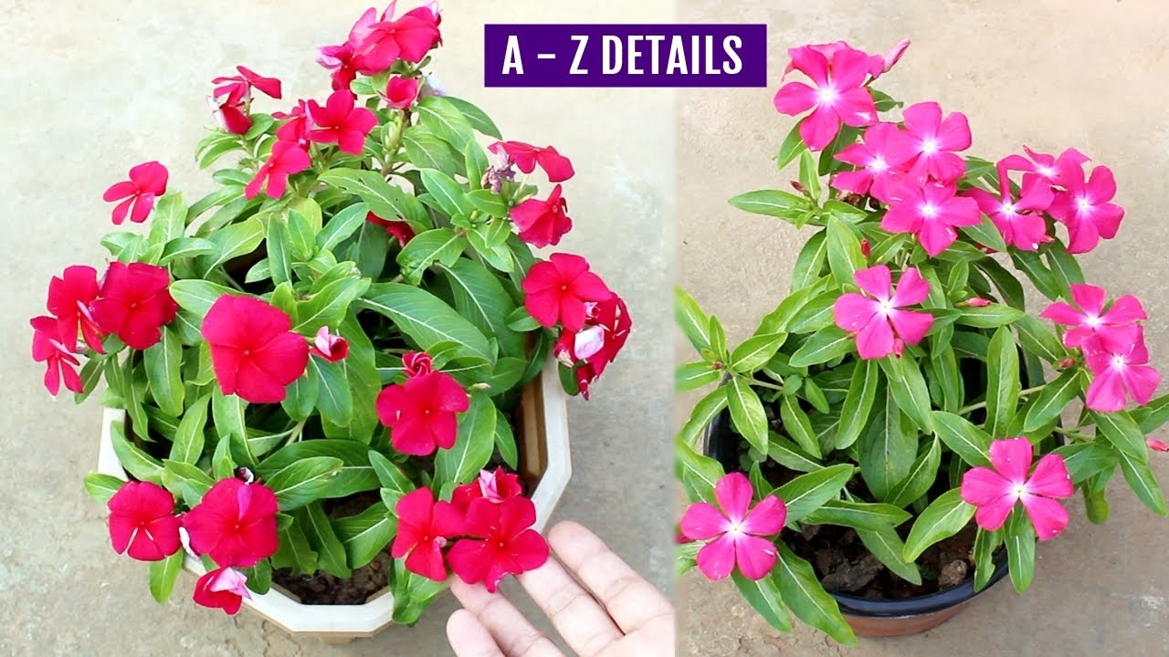 BEST Way to Grow Vinca from Seeds & TIPS for MAXIMUM Flowers!