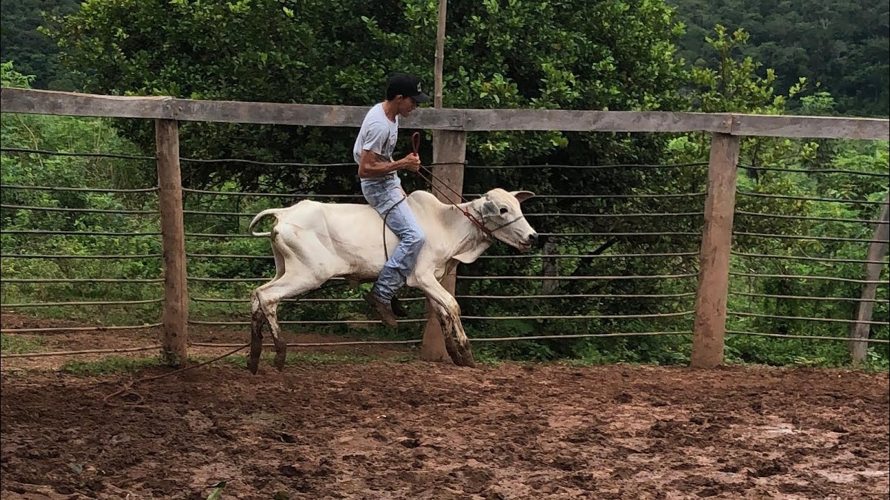 Como domar um bezerro ou boi bravo em 15 dias ! (passo a passo)ser&aacute; que vamos conseguir 🤠