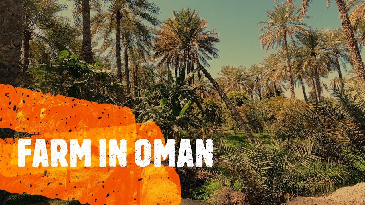 Dates Farm in Oman 🇴🇲 | Bidiya | Amazing Oman | Village farm in Oman | Sharqiyah | 4K #oman #travel