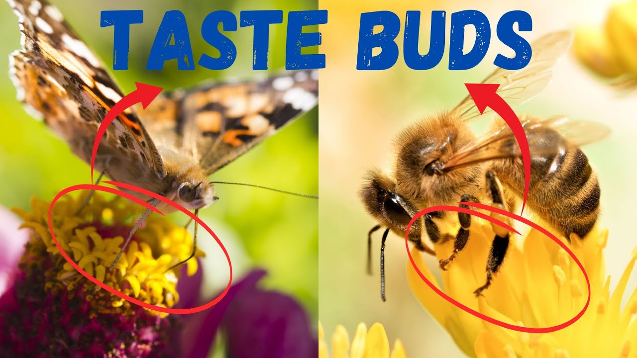 Top 6 Amazing Insects that Taste Food with their Feet