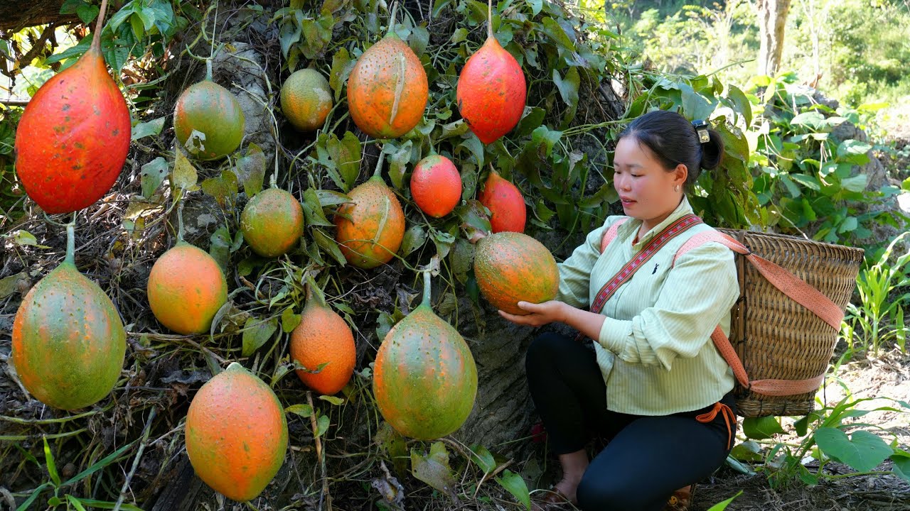 Huong's Daily Life: Taking Care of Animals, Harvesting Gac Fruits, and Selling Them at the Market.