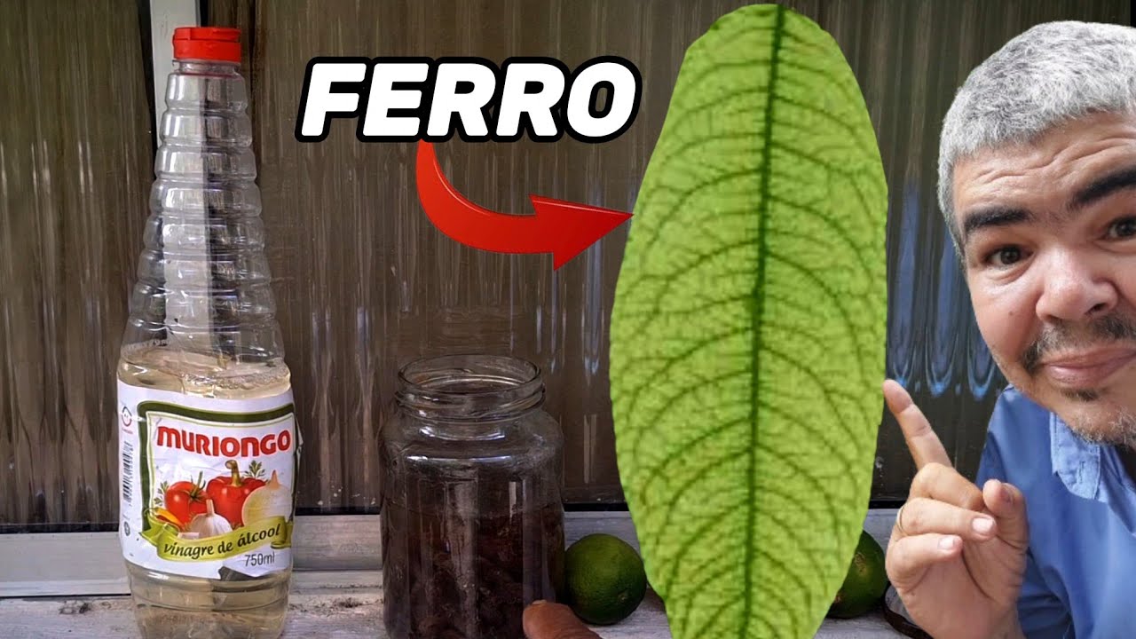Plantas Amareladas? Veja Como a Solução de Ferro Pode Salvar Suas Folhas!