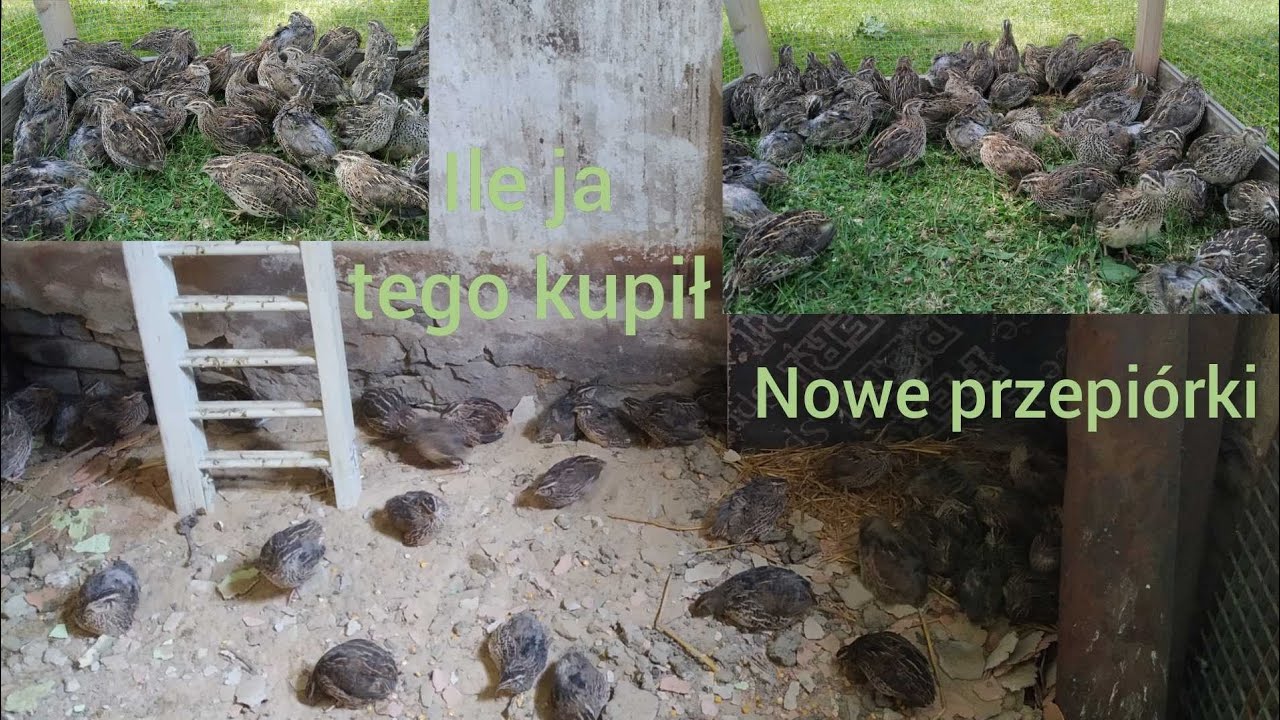 Nowe nabytki 😃 Pełno nowych przepiórek japońskich👍