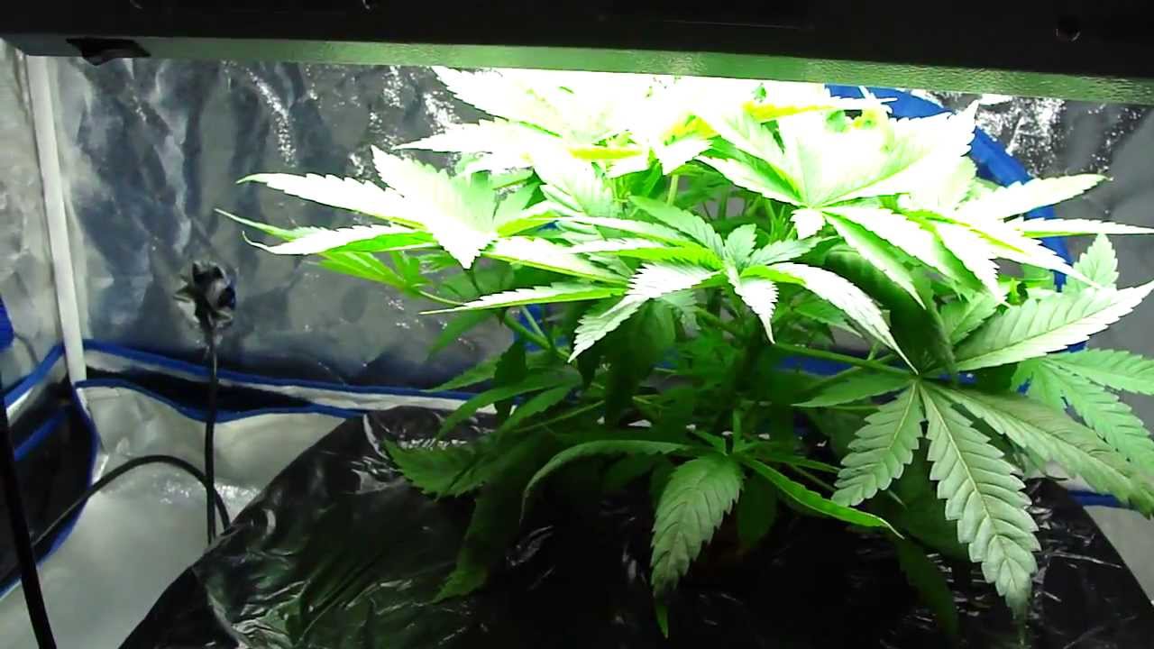 WEED NERDS DWC TGA'S QUERKLE BABY:)