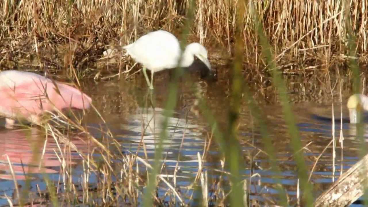 Roseate Spoonbill feeding technique