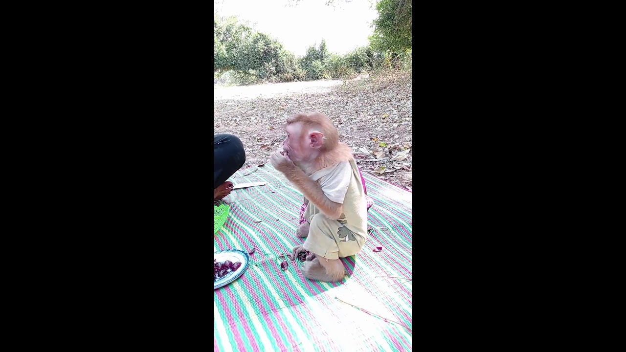 Little Monkey eating fruit with icy yummy #monkey #viral #monkeybehavior #monkeydiet #livestream