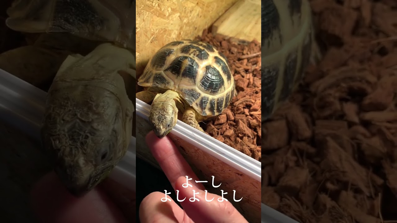 懐くと可愛い！ロシアリクガメ＆クサガメ&hellip;なでなで！