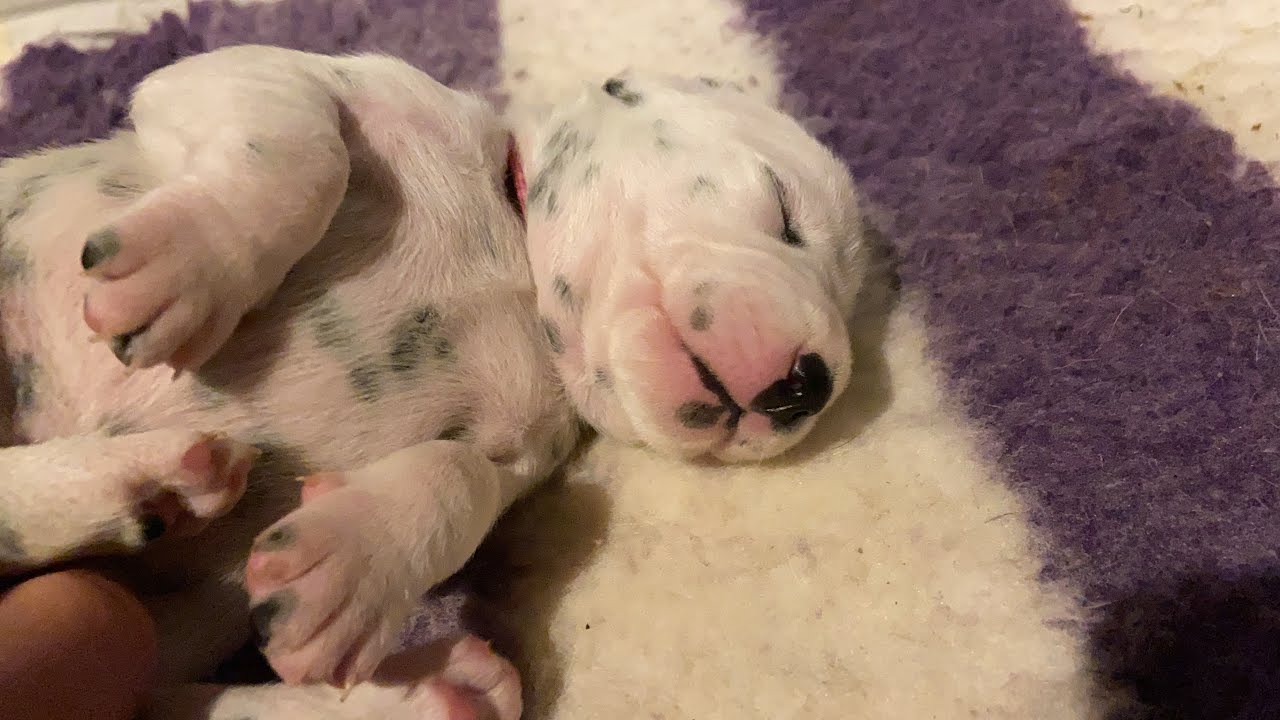 13-дневные щенки далматина стоят и ходят