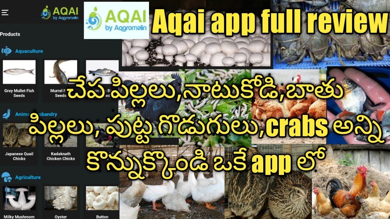 aqai app full review fish Seed | poultry chiks | Ducklings  | crab farming | mushroom farming