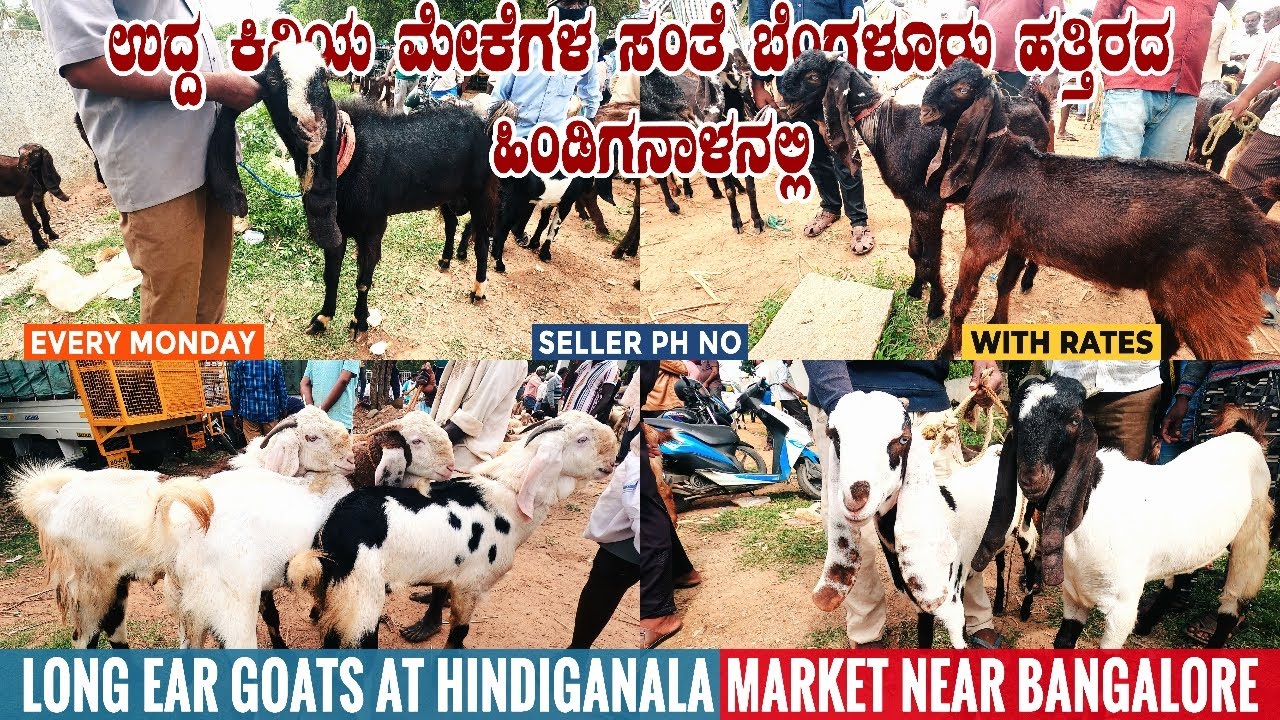 Hindiganala Goat Market Selling Long Ear Male & Female Goats and Kids near Bangalore in Karnataka