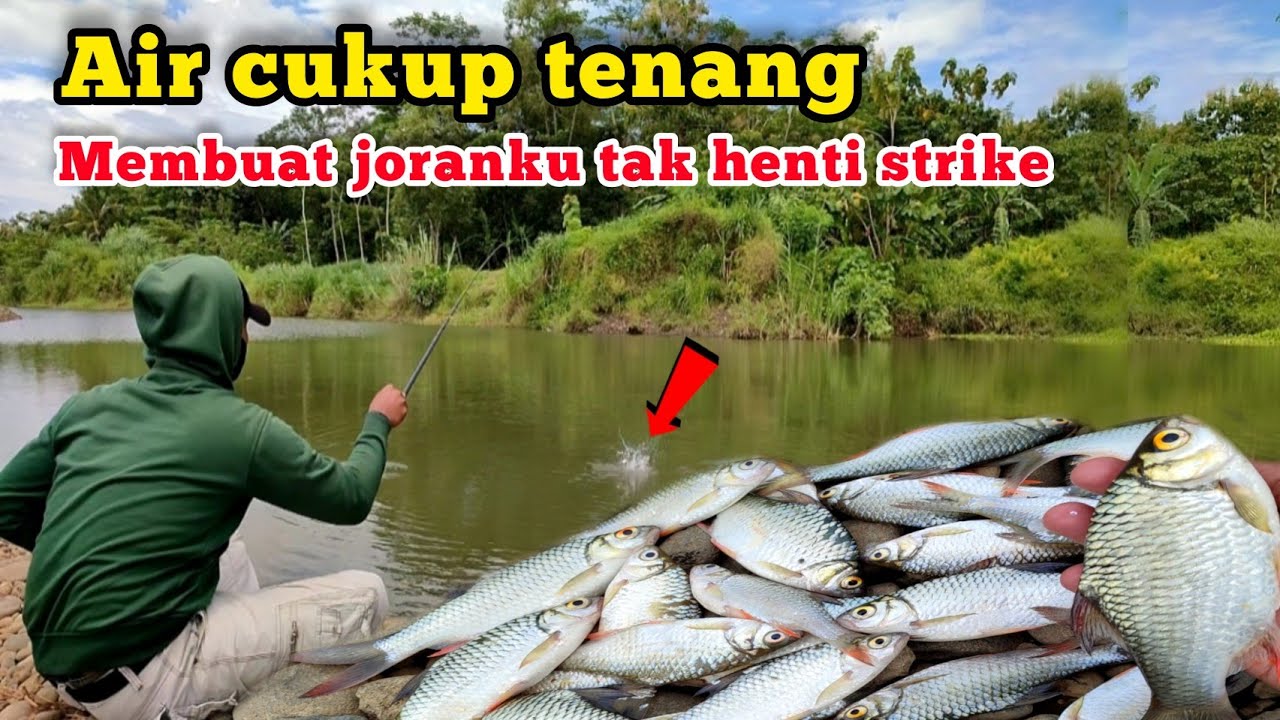 Mancing terbaik teknik pecut Vs teknik nutul || 2 teknik langsung turun di lapak