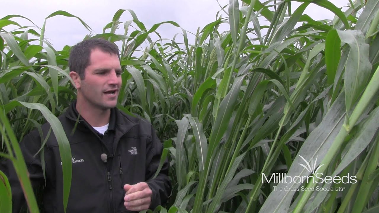 Millborn's Cow Conditioner: Sorghum Sudangrass