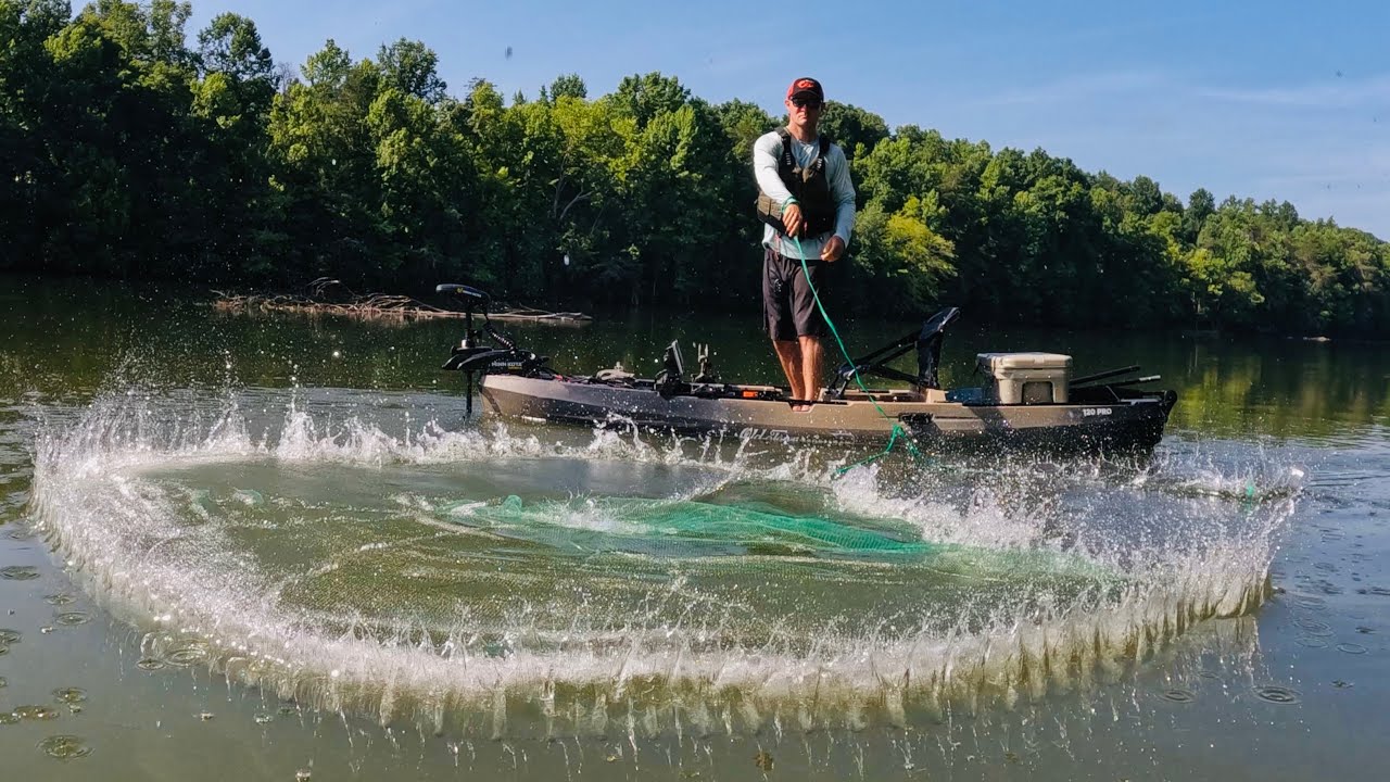 Kayak Catfishing with Live and Cut Bait for Summer Catfish | Throwing a Cast Net from a Kayak