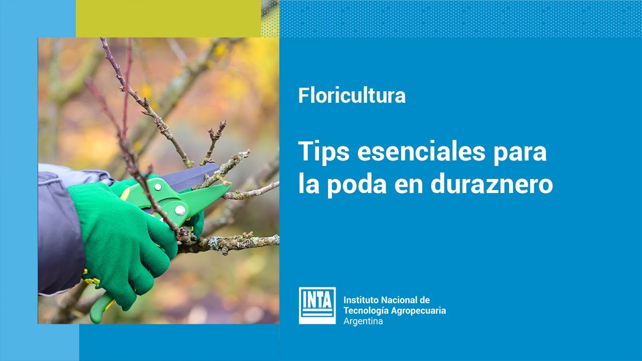 Tips esenciales para la poda en duraznero