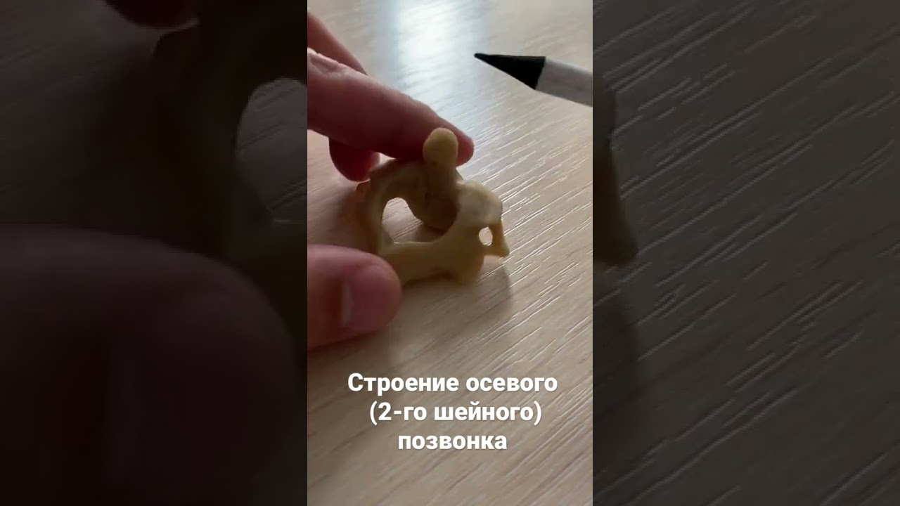 Строение осевого (второго шейного) позвонка