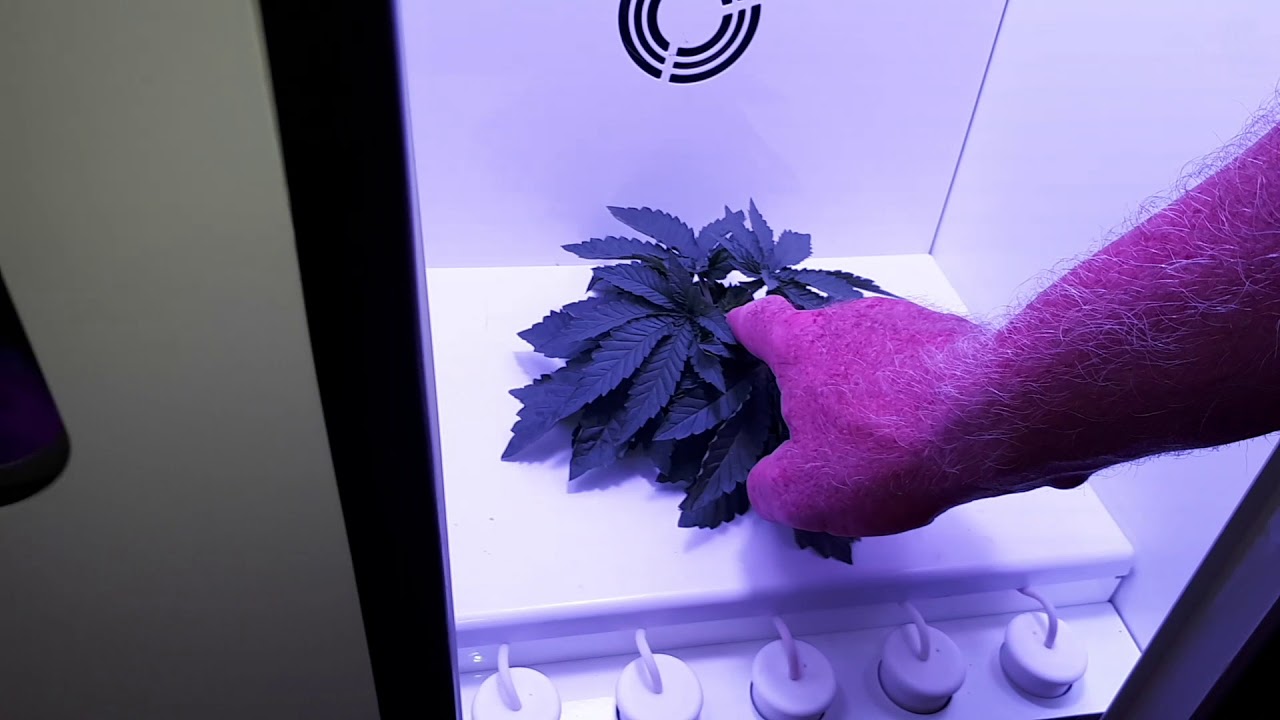 Grobo One - 28 days of growth