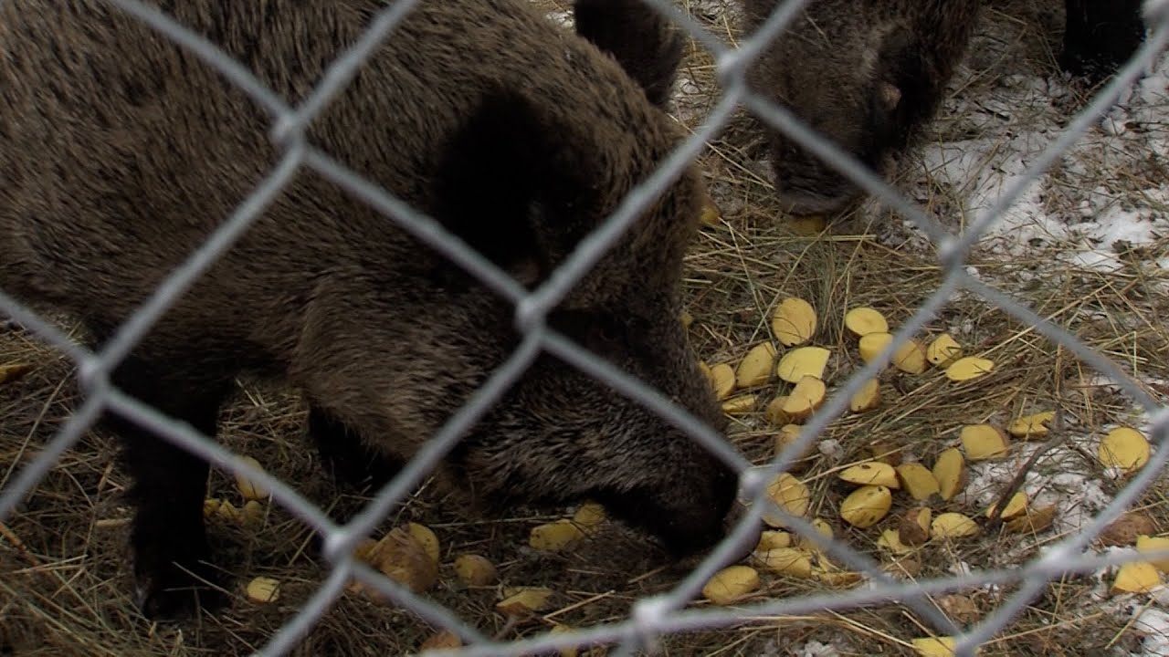 ZOO Bratislava má veľké plány aj v tomto roku