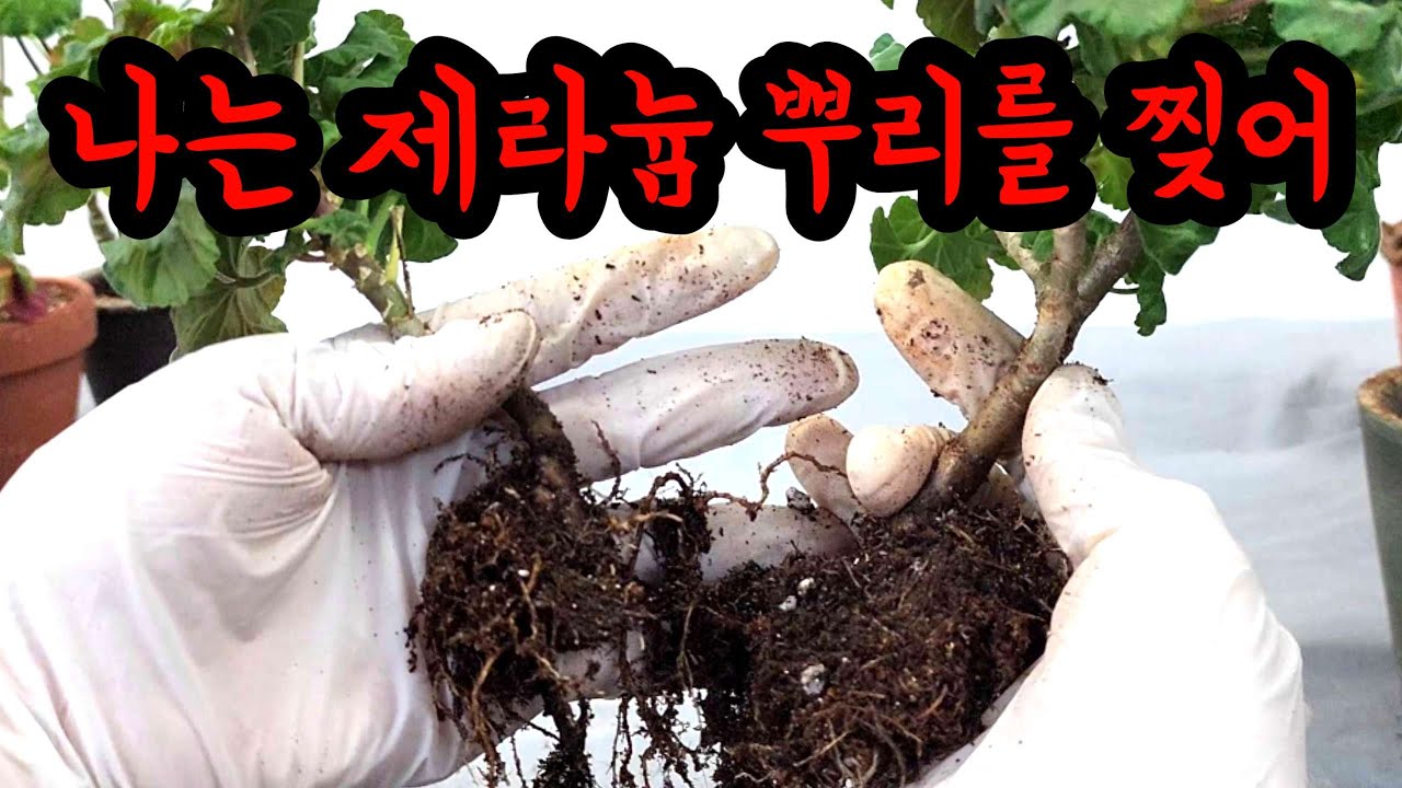 [4K] 제라늄 분신술!!! 하나가 둘이 되고 셋이 되는 삽목보다 간편한 제라늄 늘리기~ 