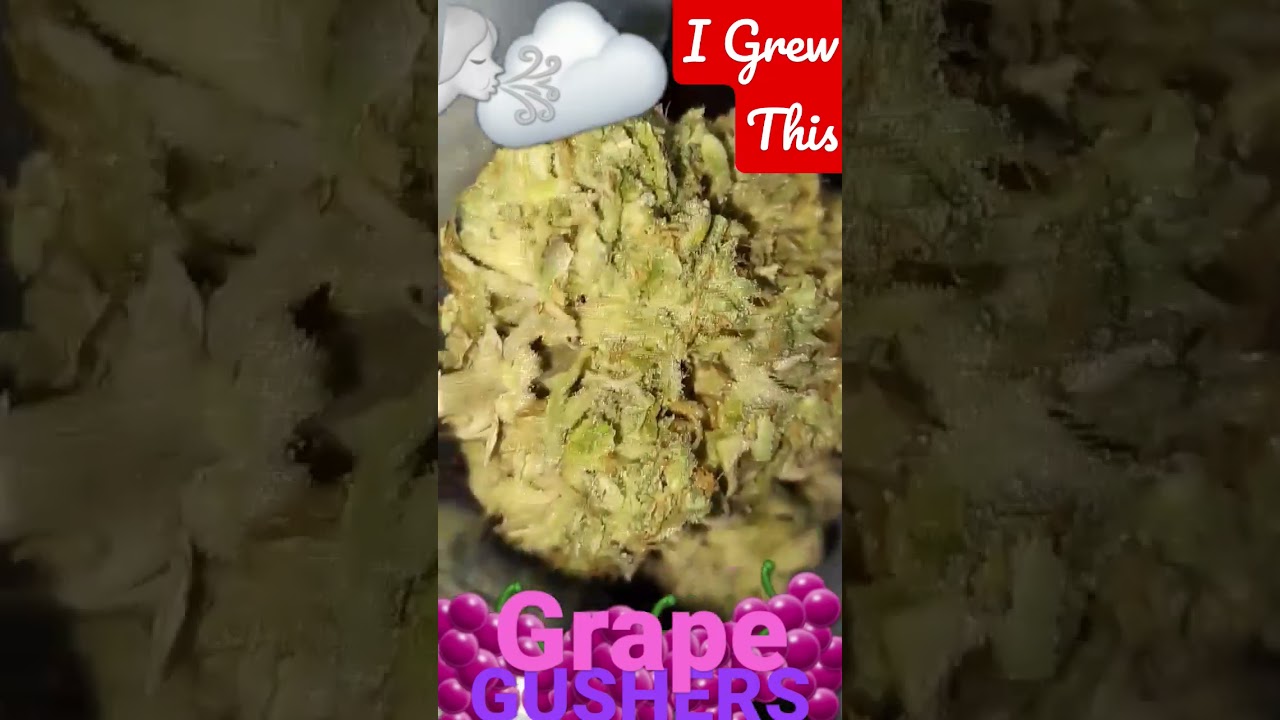 All me #grape #gushers #auto