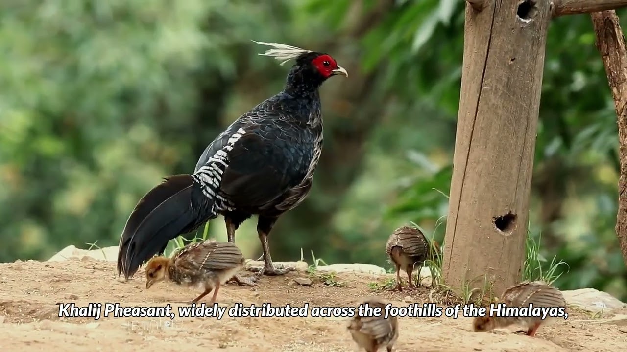 10 Most beautiful PHEASANTS species in the World