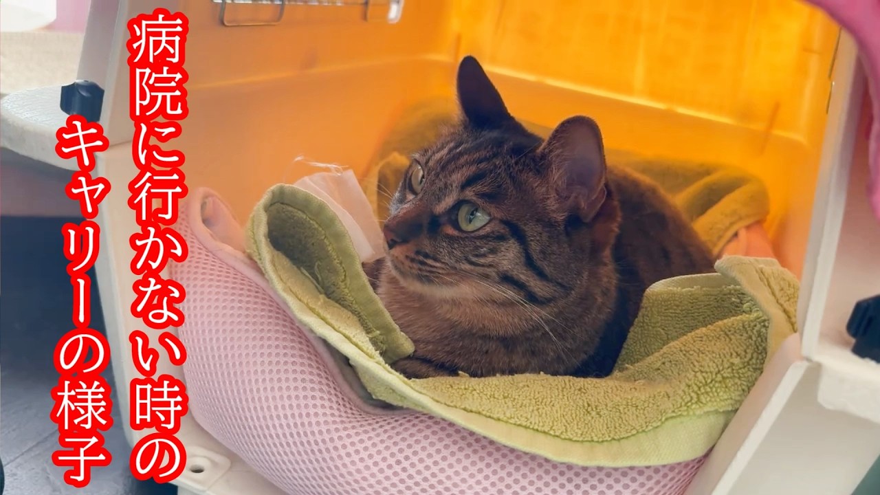 【俺得動画】病院に行かない時はすんなりキャリーに入る猫【キジシロ】【キジトラ】