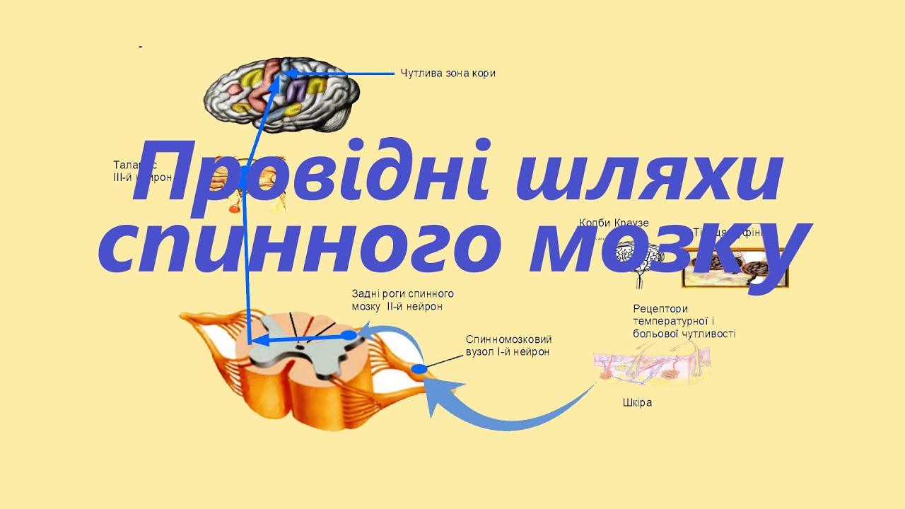 Провідні шляхи спинного мозку