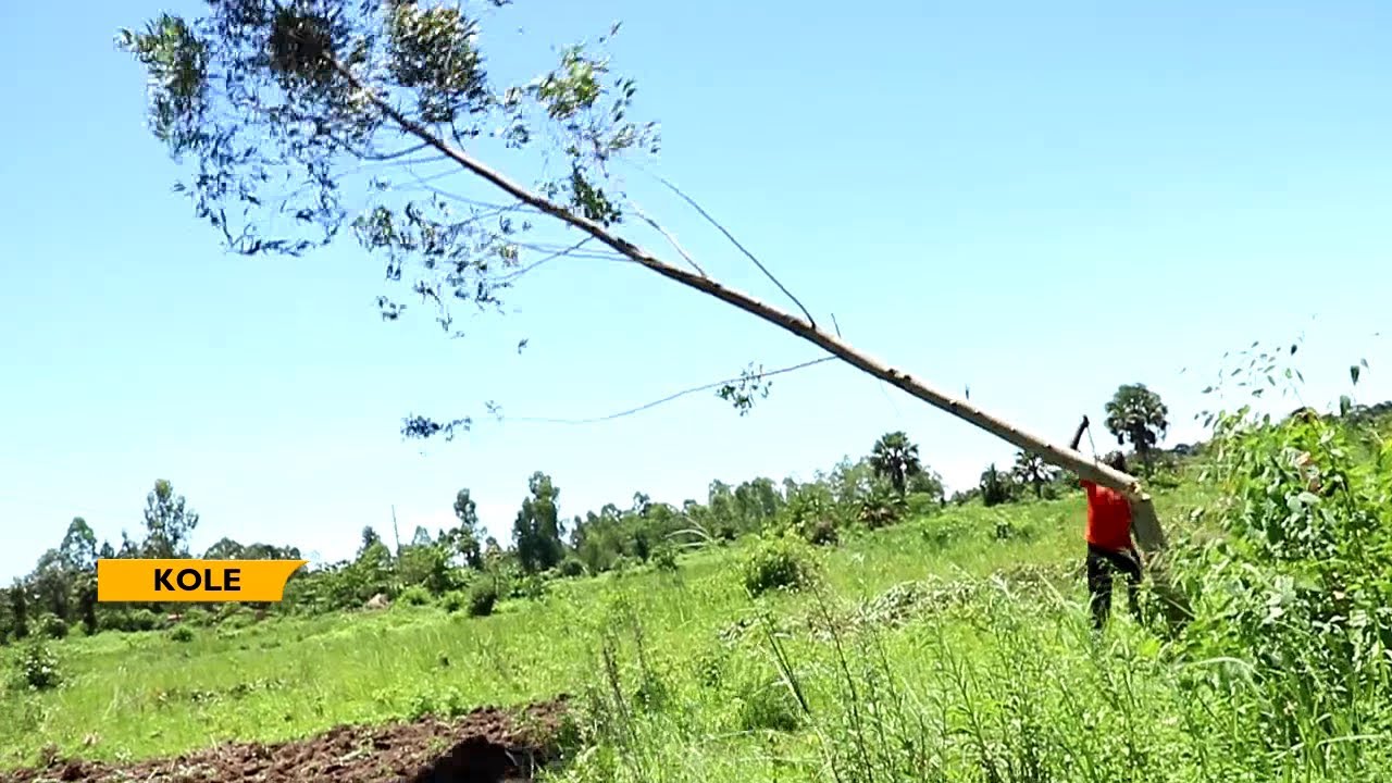 KOLE LC V GARDEN SLASHED BY NEMA || ACRES OF CROPS DESTROYED IN WETLAND RESTORATION