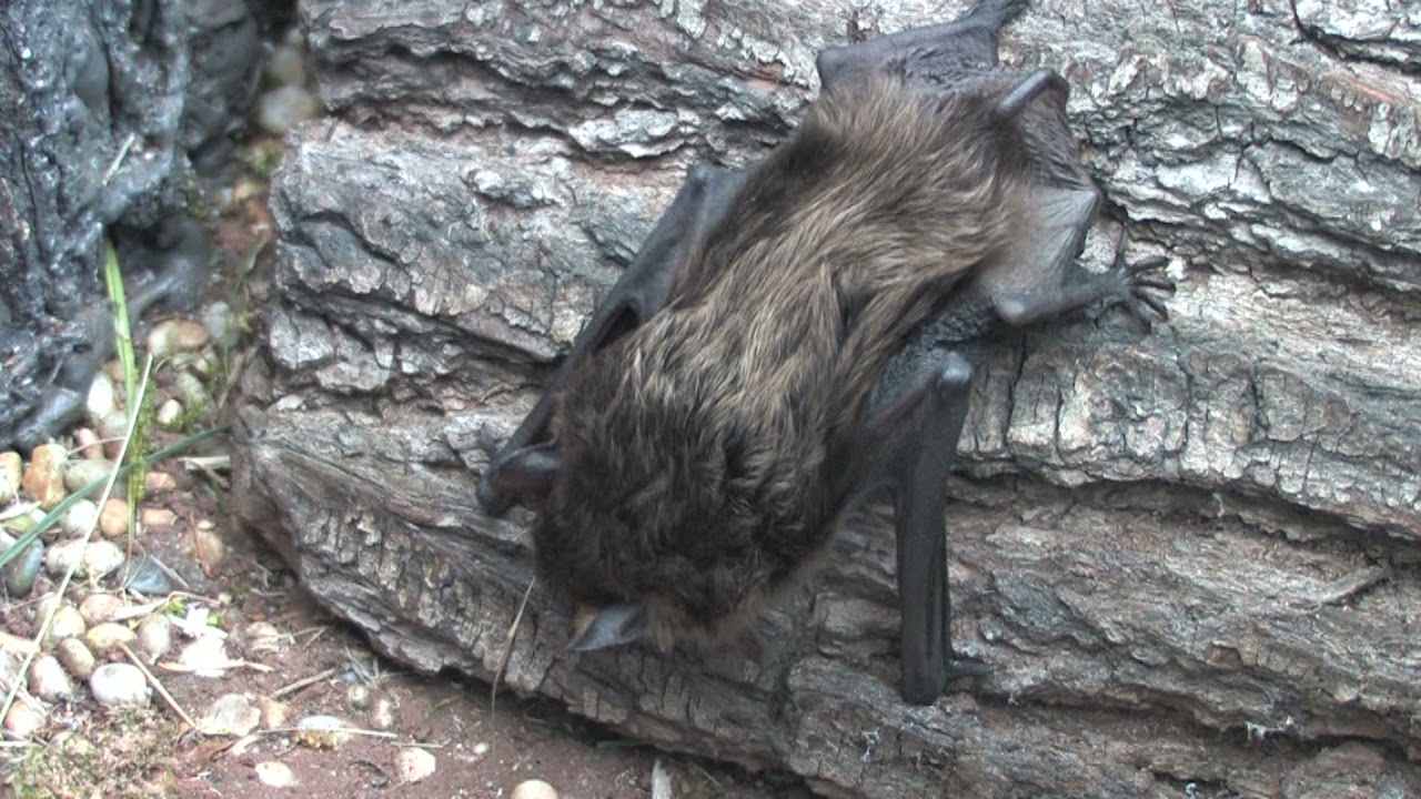 Serotine Bat - The British Mammal Guide