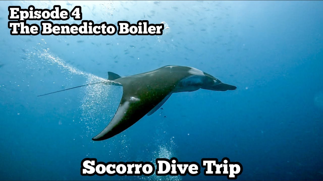 Diving The San Benedicto Boiler | Quino el Guardian Mexico Liveaboards | Socorro Dive Trip Ep 4